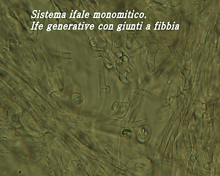 Crosta grigiastra - foto 5242 (Radulomyces confluens)